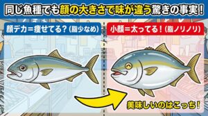 美味しい魚は「小顔」だった！同じ種類でも顔の大きさで味が違う理由を解説.釣太郎