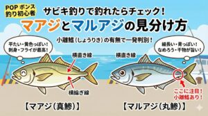 サビキ釣りで釣れる2種類のアジ。黄色っぽくて平たいのが「マアジ」。青っぽくて細長く、尾の付け根に小離鰭があるのが「マルアジ」釣太郎