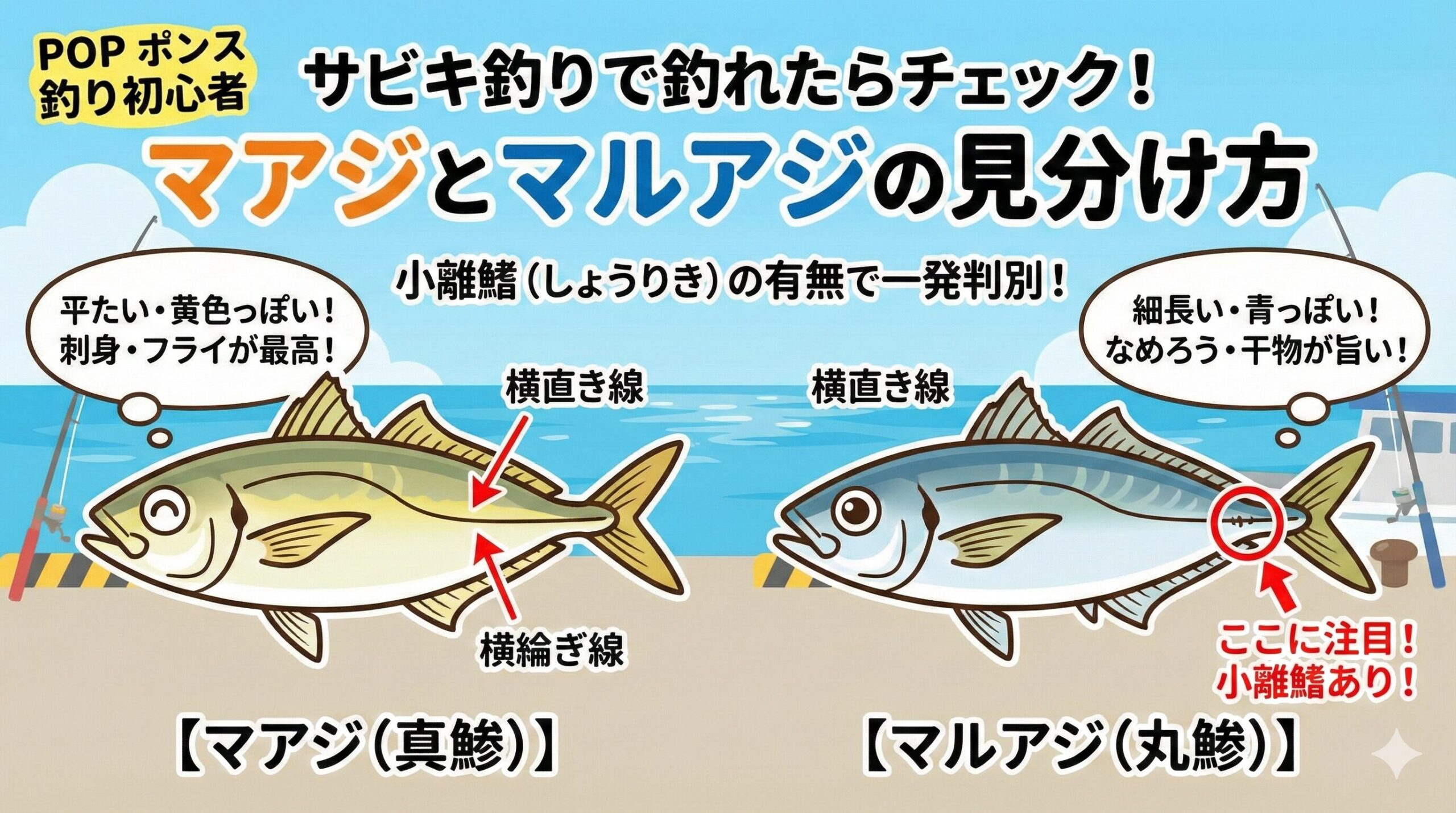 サビキ釣りで釣れる2種類のアジ。黄色っぽくて平たいのが「マアジ」。青っぽくて細長く、尾の付け根に小離鰭があるのが「マルアジ」釣太郎