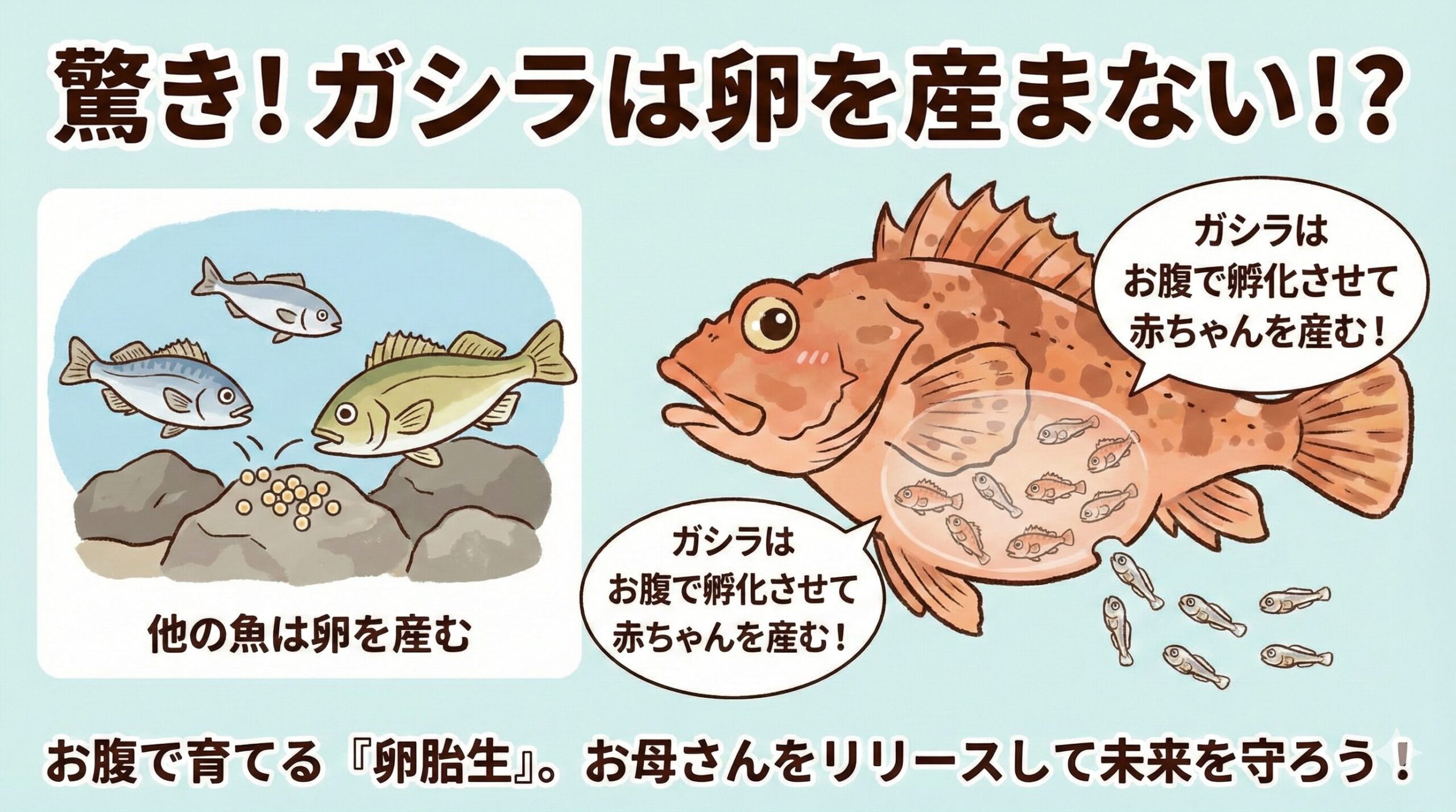 ガシラ（カサゴ）は卵を産み落とさず、お腹で孵化させてから産む「卵胎生」。稚魚（仔魚）の状態で産むことで、外敵から食べられるのを防いでいる。釣太郎