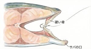 アジとサバの口の構造の違いイラスト。釣太郎