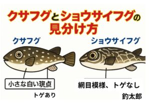 クサフグとショウサイフグの違い。点々模様＋トゲあり → クサフグ、網目模様＋トゲなし → ショウサイフグ。釣太郎