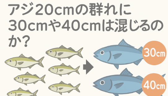 20cmの群れの中に、30cmや40cmが平然と混じって泳いでいることは基本的にありません。南紀の寒尺アジ釣り。釣太郎