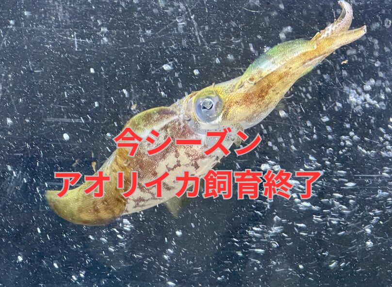 今シーズンのアオリイカ展示飼育は終了しました！釣太郎