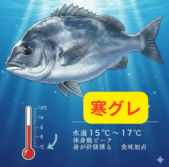寒グレは、水温が15℃〜17℃で、体脂肪の蓄積がピークに達し、身が引き締まり、食味が向上する。釣太郎