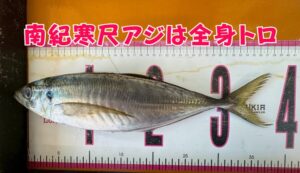 【全身トロ】南紀の寒尺アジは堤防最強の脂!? 釣り人だけが味わえる「幻のアジ」の秘密と釣り方。釣太郎