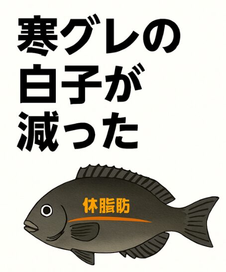 寒グレに白子が減った理由。冬の水温が下がり切らない。産卵時期が分散している。若い個体が増えている。成熟前に釣られている。フカセ釣り参考資料。釣太郎