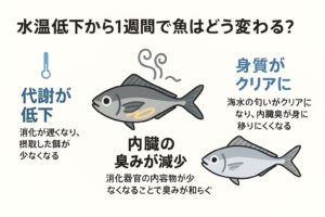 水温が低い状態で1週間経過すると、魚の代謝が落ち、消化器官の内容物が減り、内臓臭が弱まります。釣太郎