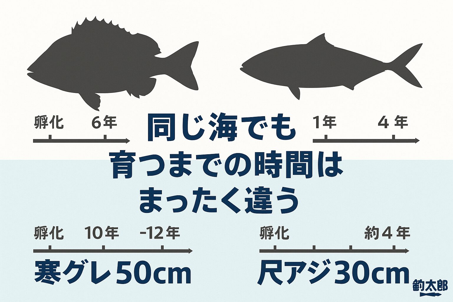 寒グレ50cmは孵化から12年。確率は約0.001〜0.005％。（10万匹孵化して1〜5匹くらい）尺アジ30cmは孵化から約4年。 確率は約0.0008〜0.016％。（10万匹孵化して1〜16匹くらい）釣太郎
