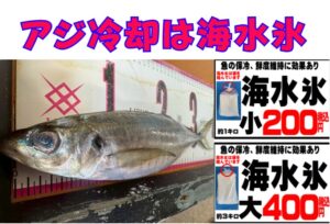 冬アジ × 海水氷は“最強の組み合わせ”。釣太郎