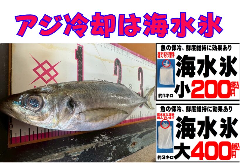 冬アジ × 海水氷は“最強の組み合わせ”。釣太郎