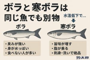 ボラと寒ボラは同じ魚だが水温低下によって体質が大きく変わる・脂が乗る・代謝が落ち臭みが消える・エサがクリーンになる・血合い・内臓の酸化が減る・居場所が綺麗な海へ移動する。釣太郎