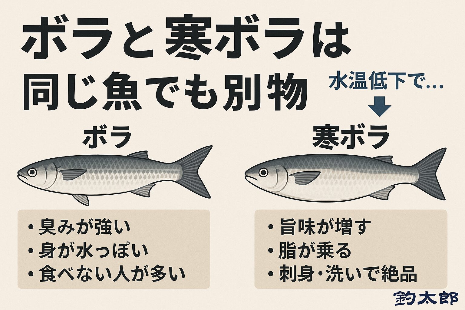ボラと寒ボラは同じ魚だが水温低下によって体質が大きく変わる・脂が乗る・代謝が落ち臭みが消える・エサがクリーンになる・血合い・内臓の酸化が減る・居場所が綺麗な海へ移動する。釣太郎