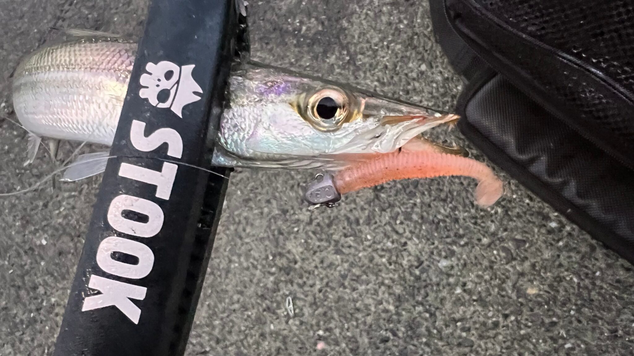 田辺芳養（はや）堤防、カマスまだ釣れているようです。今年は珍しく長引いています。釣太郎