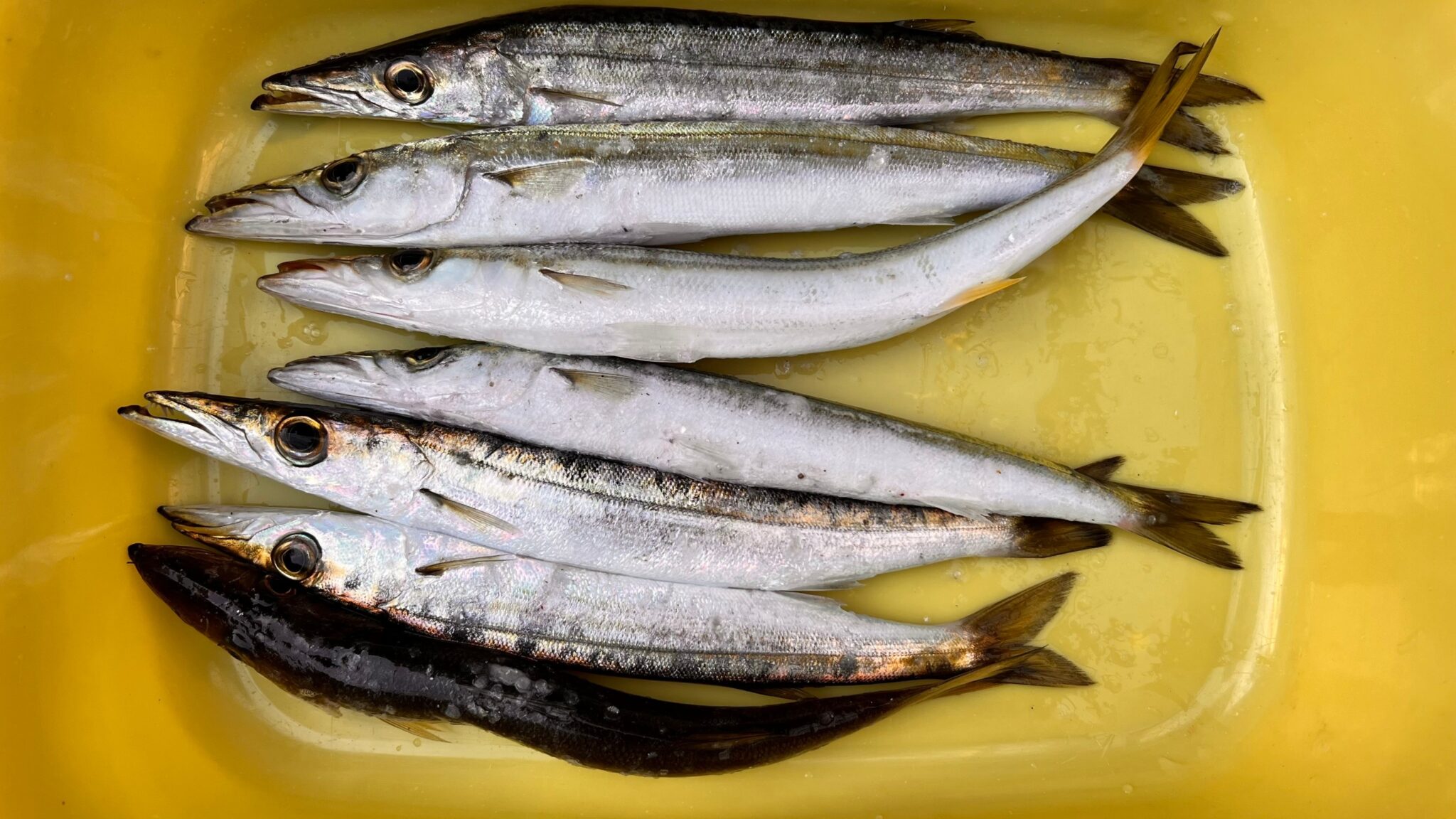 田辺芳養（はや）堤防でカマスまだ釣れています。釣太郎