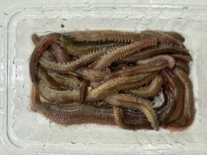 青イソメは寒尺アジ釣りに極めて相性の良いサシエサ。沖アミより 匂いが強い・動きがある・噛み応えがある。寒尺アジの捕食生態に 完全に一致しています。だから釣れる。釣太郎