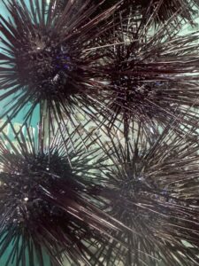 みなべ店ウニ売り切れました！　白浜店在庫あります。石鯛釣りエサ。釣太郎