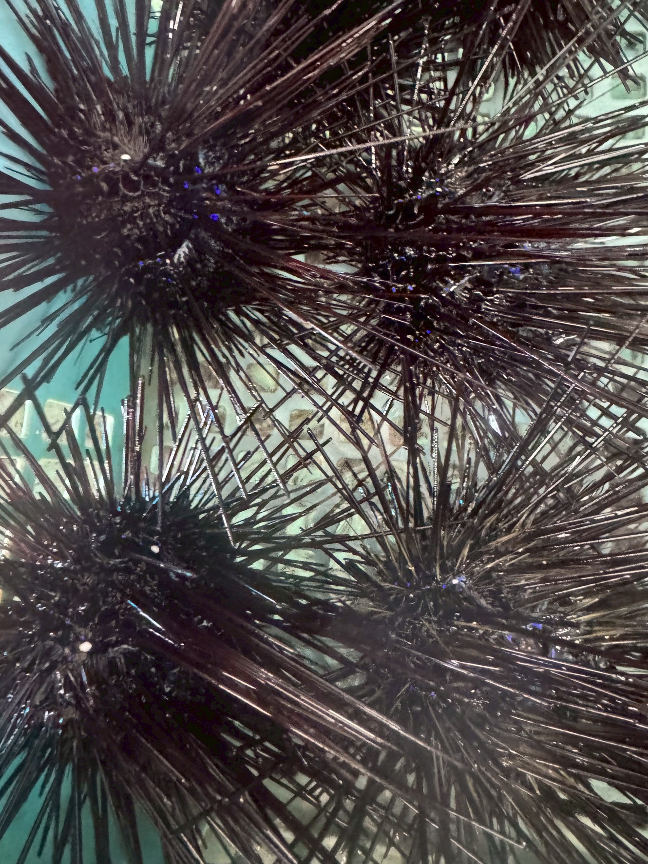 みなべ店ウニ売り切れました！　白浜店在庫あります。石鯛釣りエサ。釣太郎