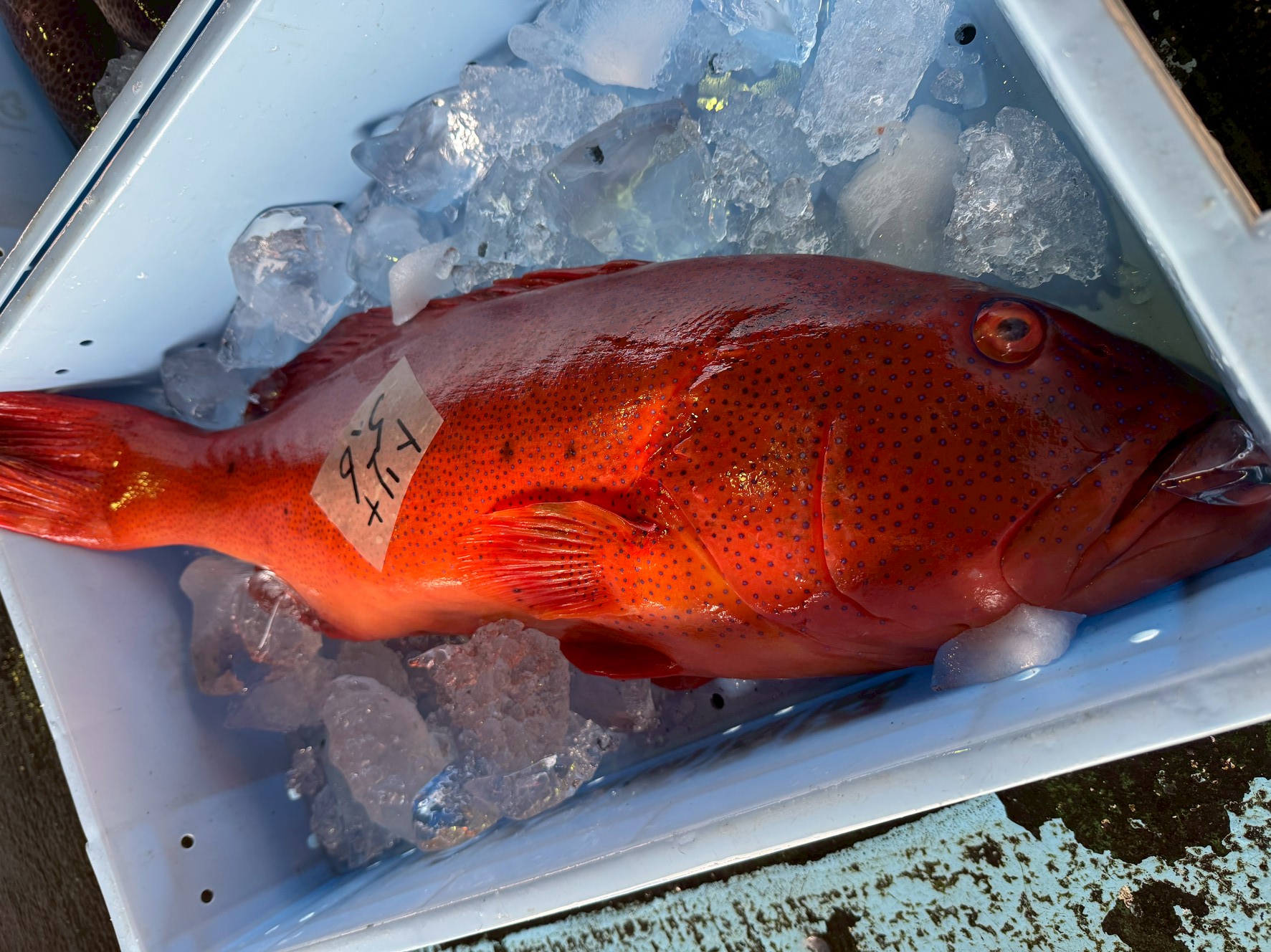 【究極の高級魚】スジアラ（アカジン）の生態と特徴を徹底解剖！5kg越えの巨大魚から学ぶ見分け方と味.釣太郎