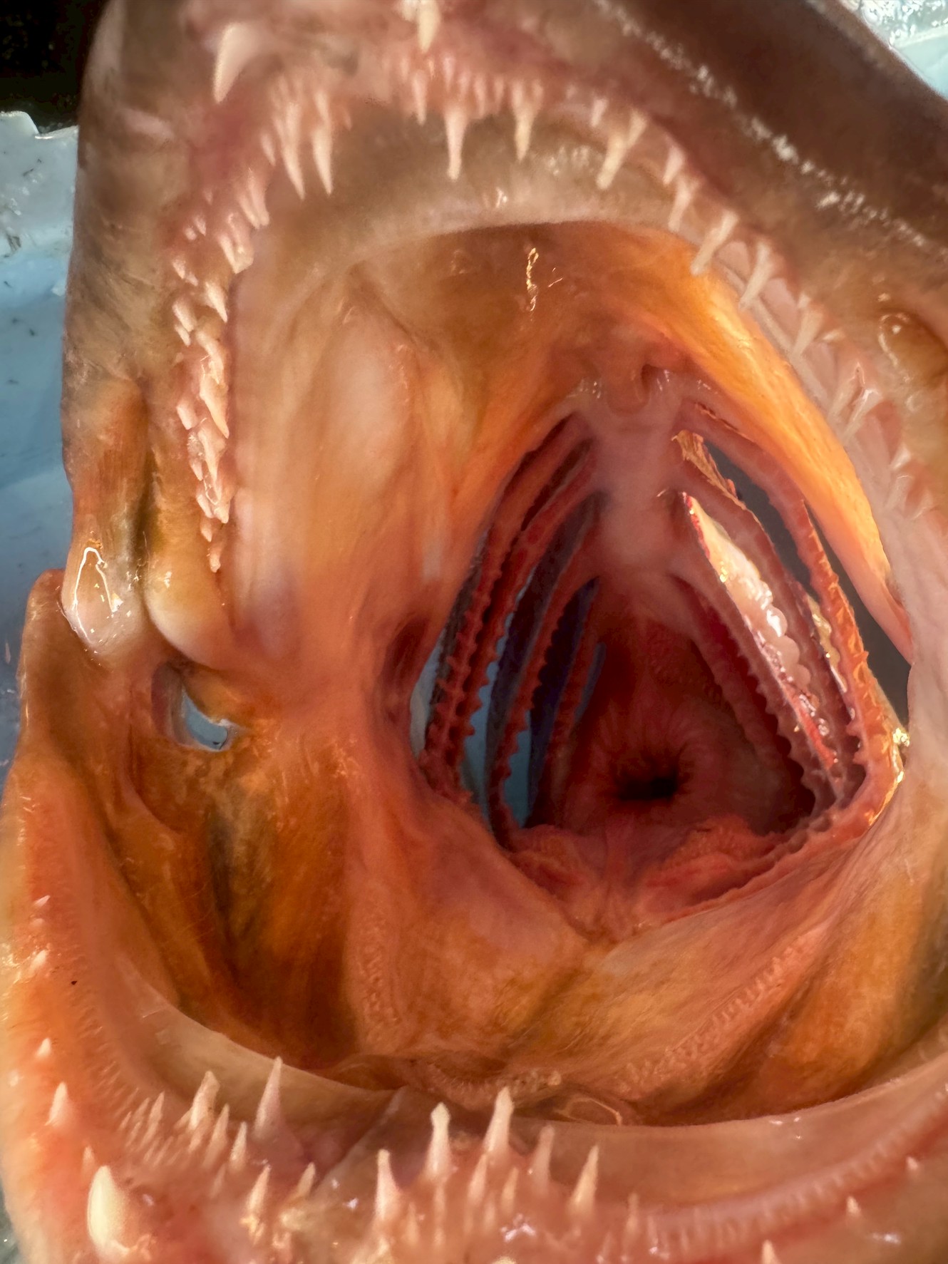 6kgの巨大クエ、口の中がまるで「エイリアン」だった！一度入ったら逃げられない恐怖の構造とは？釣太郎