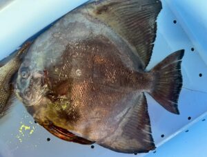 夏には漁港内の海面に仔魚が泳いでいることもあるナンヨウツバメウオ。最大で１Mにもなる水族館の人気者。釣太郎