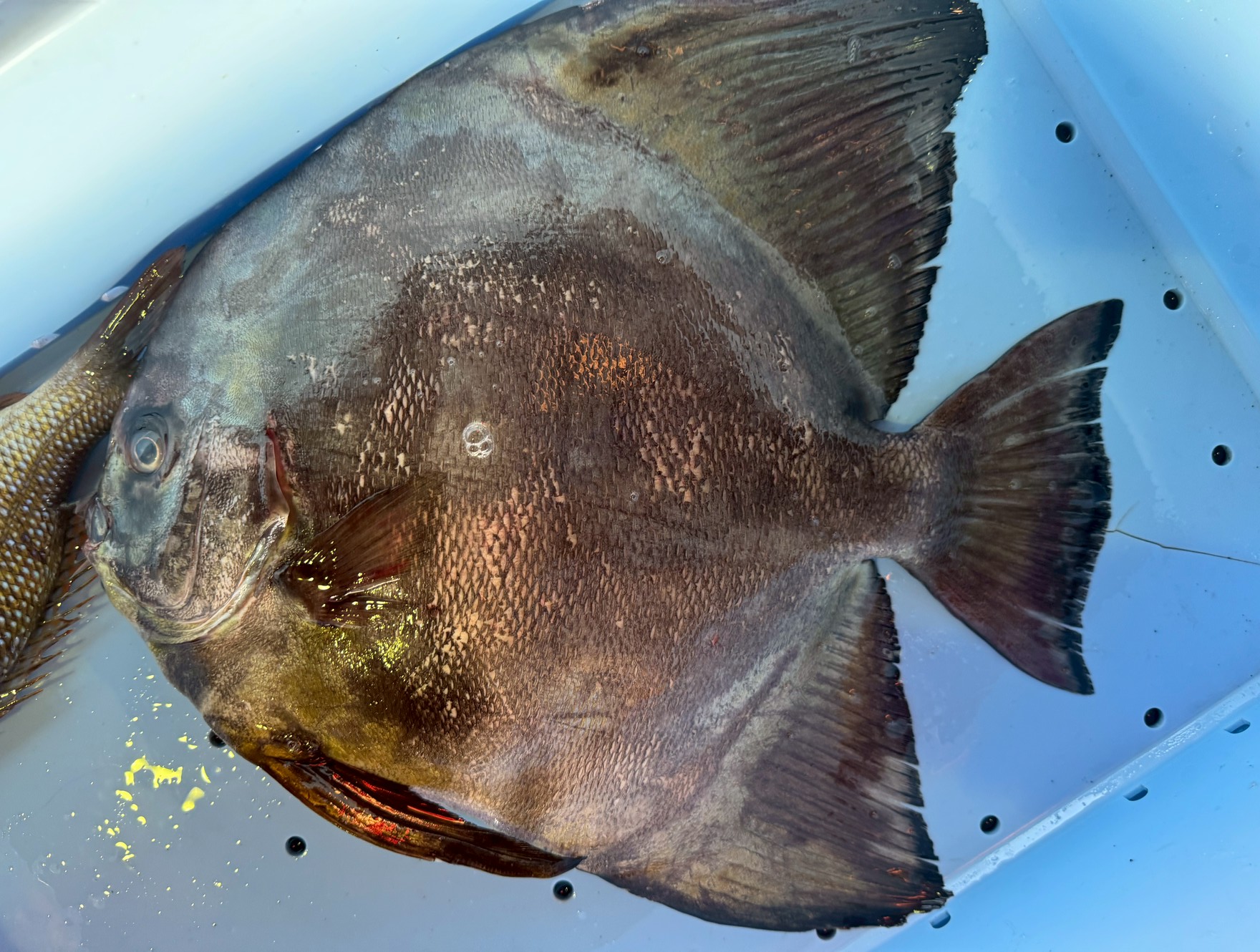 夏には漁港内の海面に仔魚が泳いでいることもあるナンヨウツバメウオ。最大で１Mにもなる水族館の人気者。釣太郎