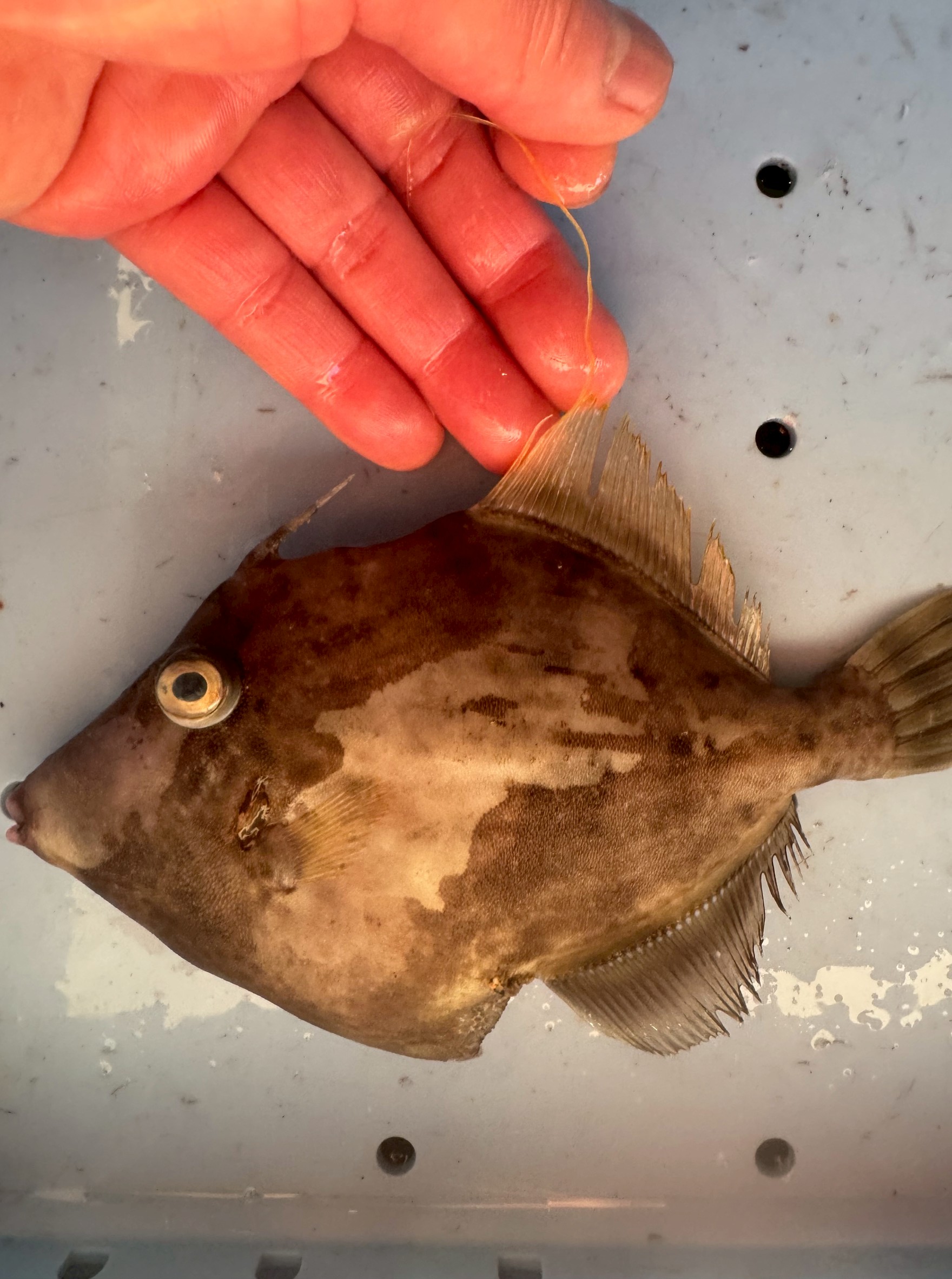 カワハギの背ビレから伸びる一本の糸。 それは、厳しい自然界で子孫を残すために進化した、オスの情熱の証.釣太郎