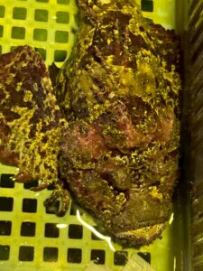 見た目は怪物級でも味は高級料亭並み。オコゼの特徴と生態、驚きの美味しさを徹底解説。釣太郎