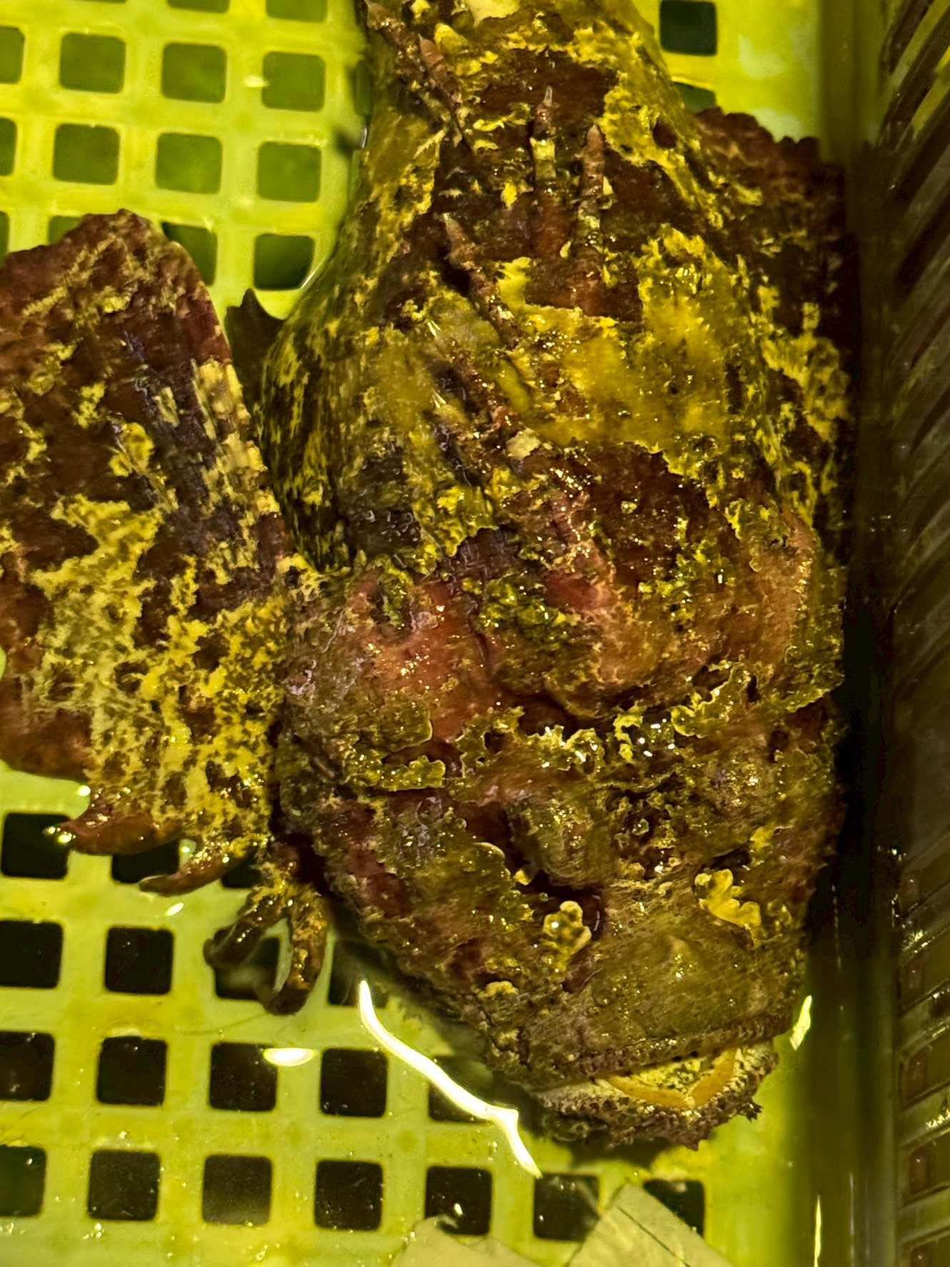 見た目は怪物級でも味は高級料亭並み。オコゼの特徴と生態、驚きの美味しさを徹底解説。釣太郎