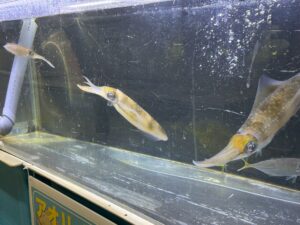釣太郎みなべ店で飼育しているアオリイカ、残り4杯となりました！