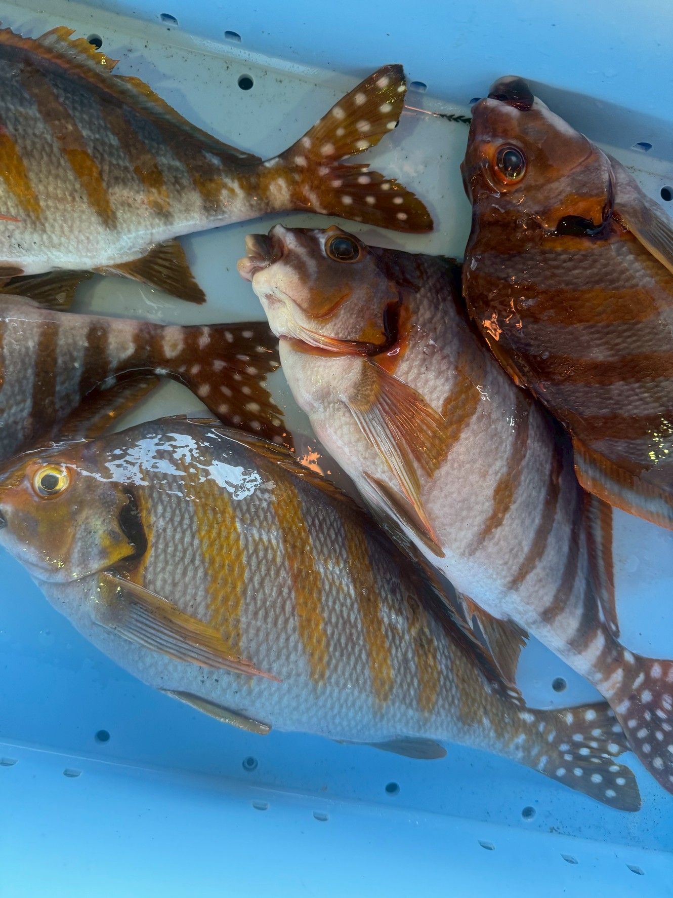 【タカノハダイ】なぜ釣り人に嫌われる？「ションベンタレ」の汚名を返上！実は美味しい意外な素顔と食べ方を徹底解説。釣太郎