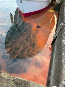 赤潮発生しているのか？との問い合わせがありますが、限定的です。釣太郎