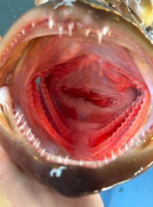 獰猛なクエの口の中。独特でド迫力。フィッシュイーター（肉食魚）の代表だけある。釣太郎