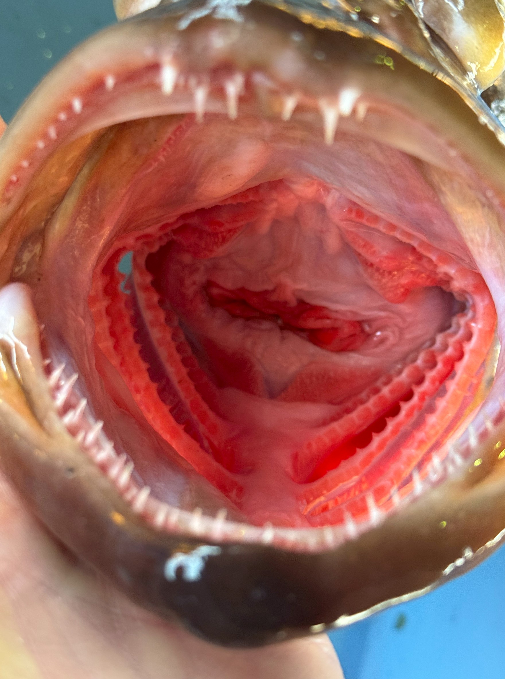 獰猛なクエの口の中。独特でド迫力。フィッシュイーター（肉食魚）の代表だけある。釣太郎