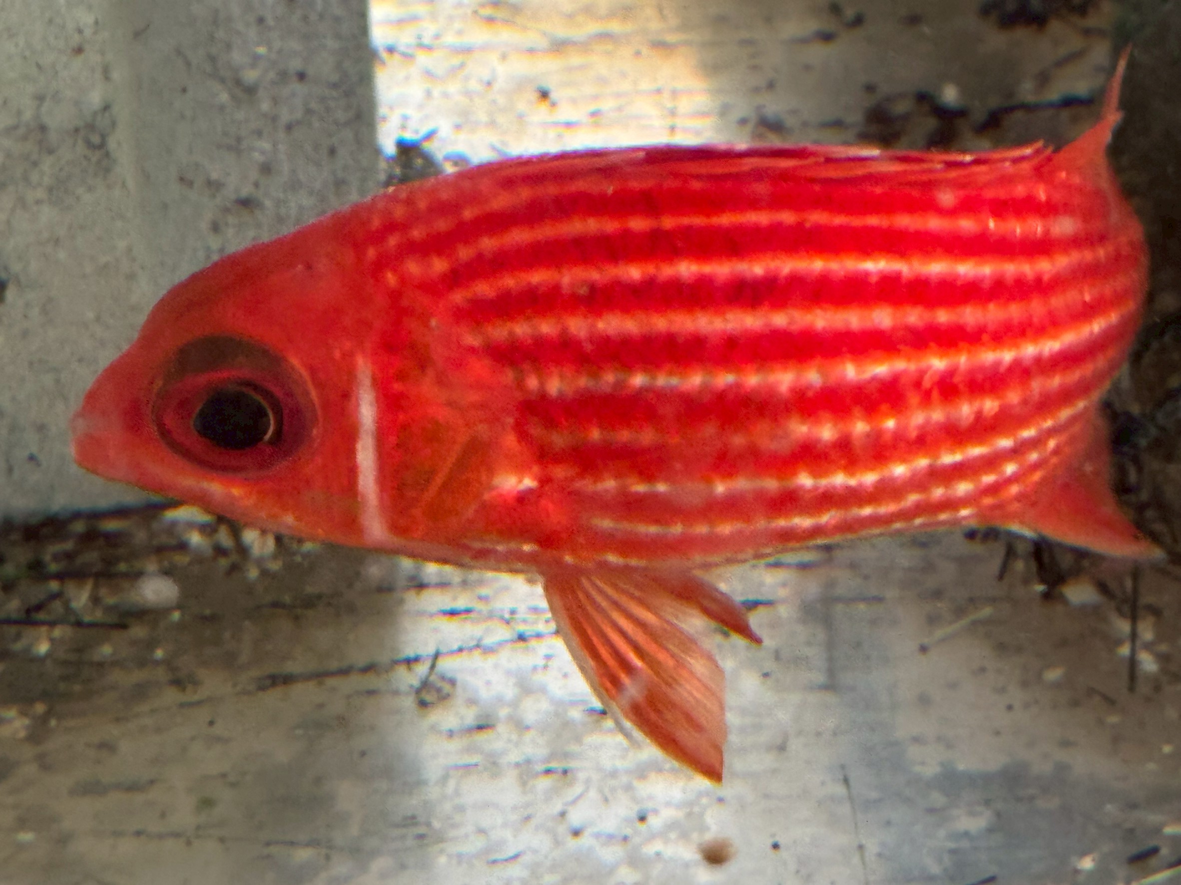 イットウダイの特徴説明と生体、食味解説。ただいま釣太郎みなべ店で飼育中。