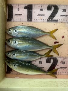 尺アジが価値があるのは数が少ないため。美味しいだけではありません。南紀の寒尺アジ釣り。釣太郎