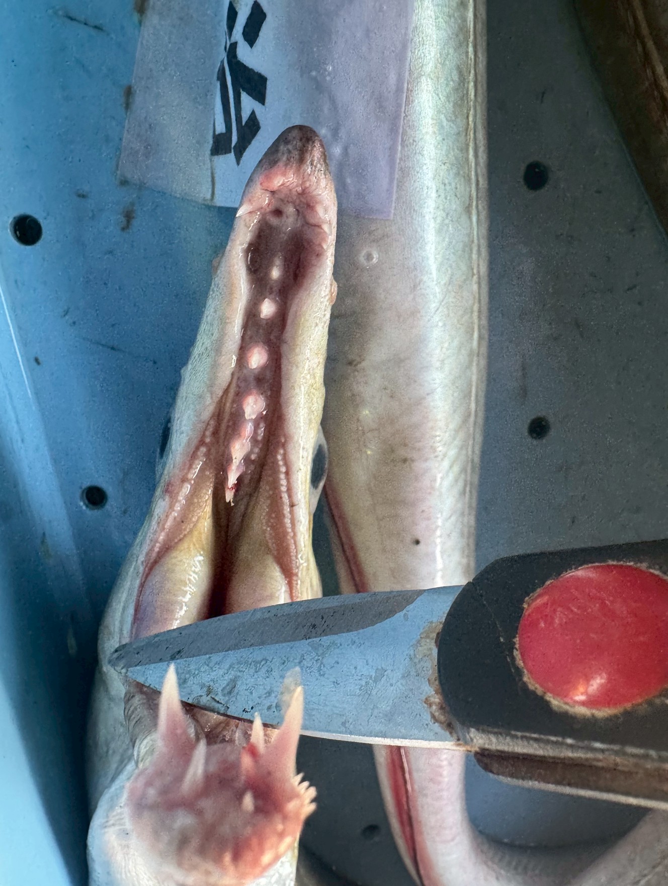 ハモの口の天井にある「真ん中の歯」が獲物に突き刺さることで、まるでスパイクや アンカー（錨）のように獲物を固定します。釣太郎