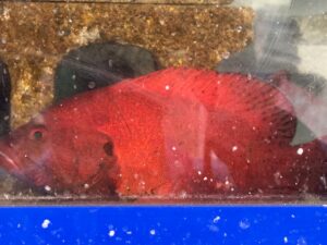 真っ赤な魚体を見ると驚くかもしれませんが、ユカタハタは南紀の海が育んだ美味なターゲット魚。釣太郎