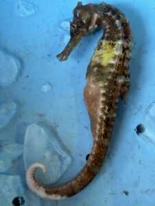 姿が「竜」に似ていることから「タツノオトシゴ（竜の落とし子）」と呼ばれますが、別名では「海馬（ウミウマ）」とも呼ばれます。釣太郎