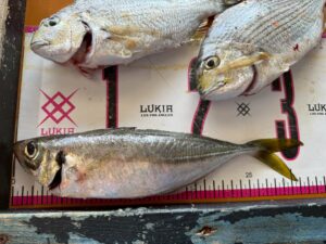 寒尺アジが田辺天神崎地磯で釣れました！12月17日水曜日。南紀釣太郎