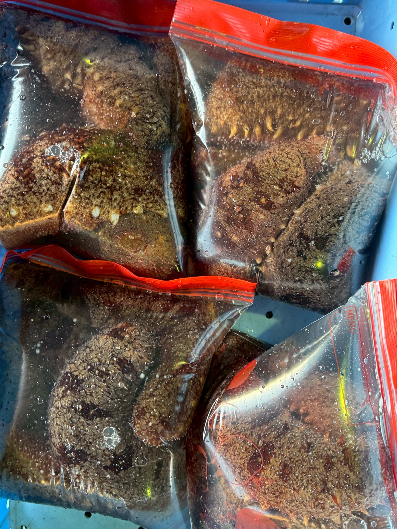 ナマコは魚ではない。 ヒトデやウニの仲間。 海の掃除屋。冬に身が締まり美味しくなる。二杯酢が最強。釣太郎