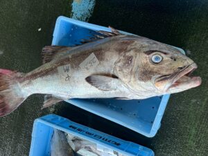 巨大魚オオクチイシナギ（通称：イシナギ）。市場での取引価格は、同じサイズのクエ（アラ）に比べると「桁が一つ違う」ほど安い。釣太郎