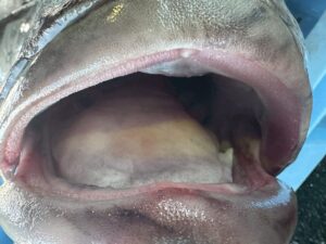 １００キロを超えることもある巨大魚オオクチイシナギ（通称：イシナギ）には歯がない。釣太郎