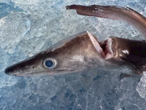 ハモが首を切られて出荷されるのは、「鋭い歯から人を守る安全対策」と「毒のある血を抜き、最高の味を届ける品質管理」のため。釣太郎