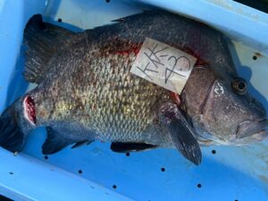 ユーモラスな顔をして、市場にはめったに出回らない「セトダイ」。 しかしその正体は、地元の人だけが知っている極上のグルメ食材。釣太郎