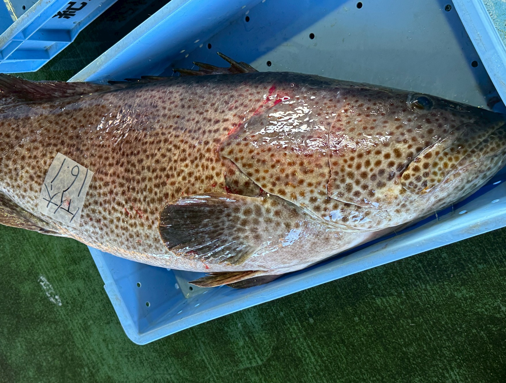 オオモンハタは、ハタ類の中でも特に「暖かい海」を好む南方系の魚。これが南紀に多い理由。釣太郎