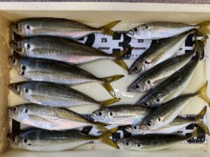 尺アジ7匹のお持ち込み釣果。12月23日火曜日釣太郎