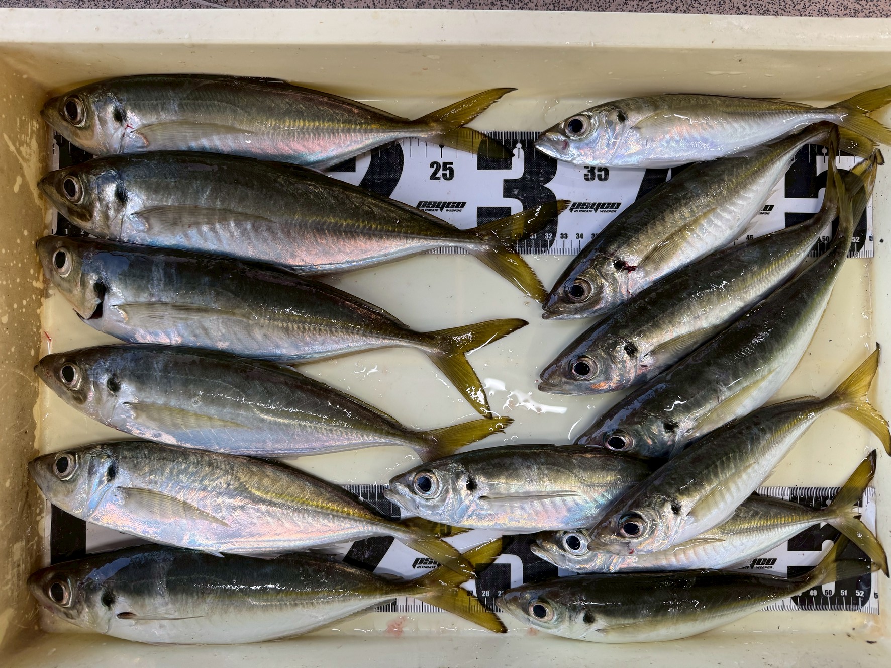 尺アジ7匹のお持ち込み釣果。12月23日火曜日釣太郎