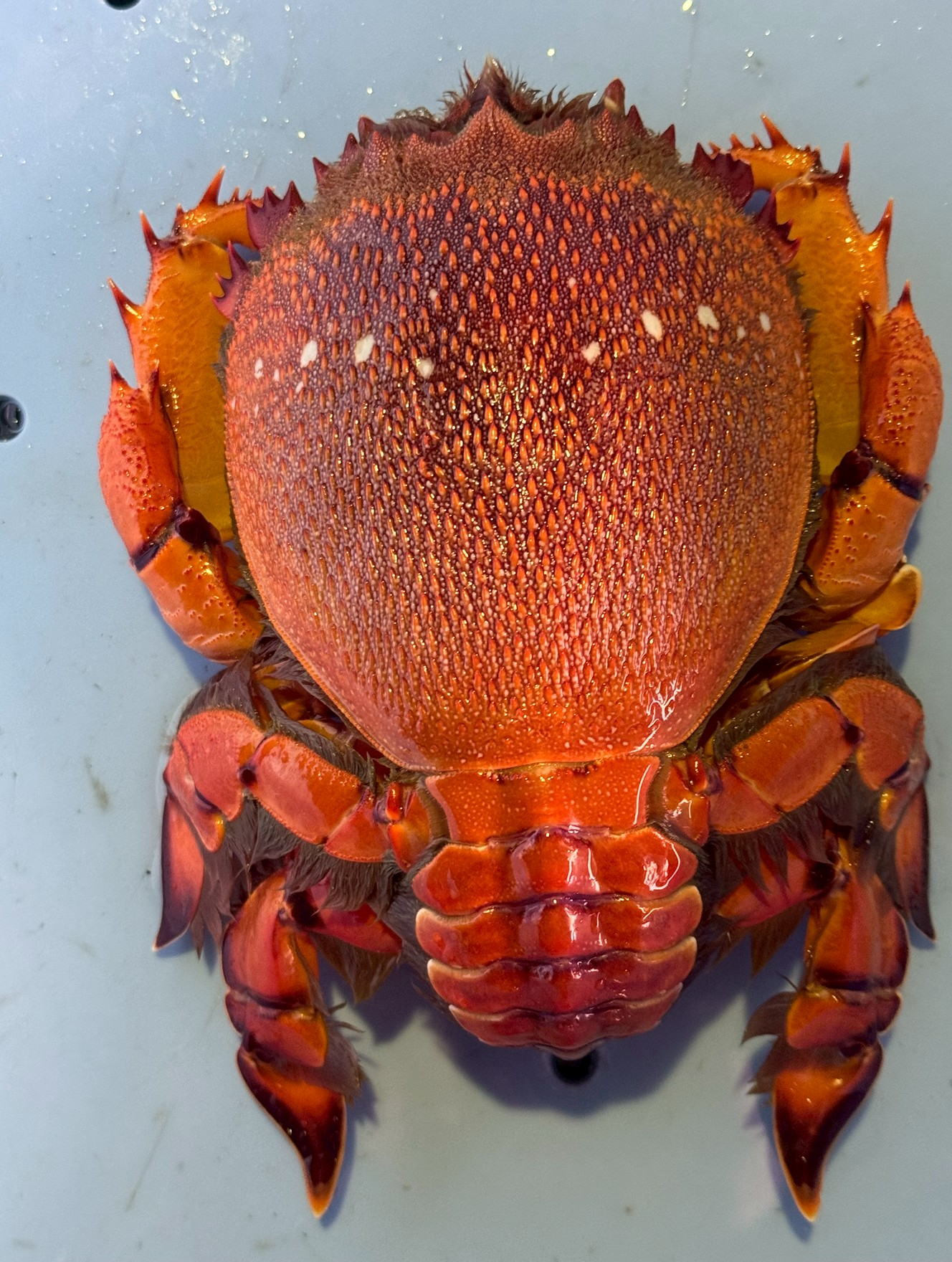 アサヒガニは、生の状態から「朝日」のように赤いのが特徴。縦長の体と平たい脚は、砂に潜るために進化した結果。カニなのに「前後に歩く」珍しい生態を持つ。味は伊勢海老に近く、濃厚な甘みと弾力が魅力の高級食材。釣太郎