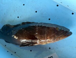 クエは岩場や暗闇に同化するため、体色を濃く変化させる「擬態」の名手。釣り上げられたストレスや興奮によって、瞬時に黒くなったり模様が出たりする。釣太郎